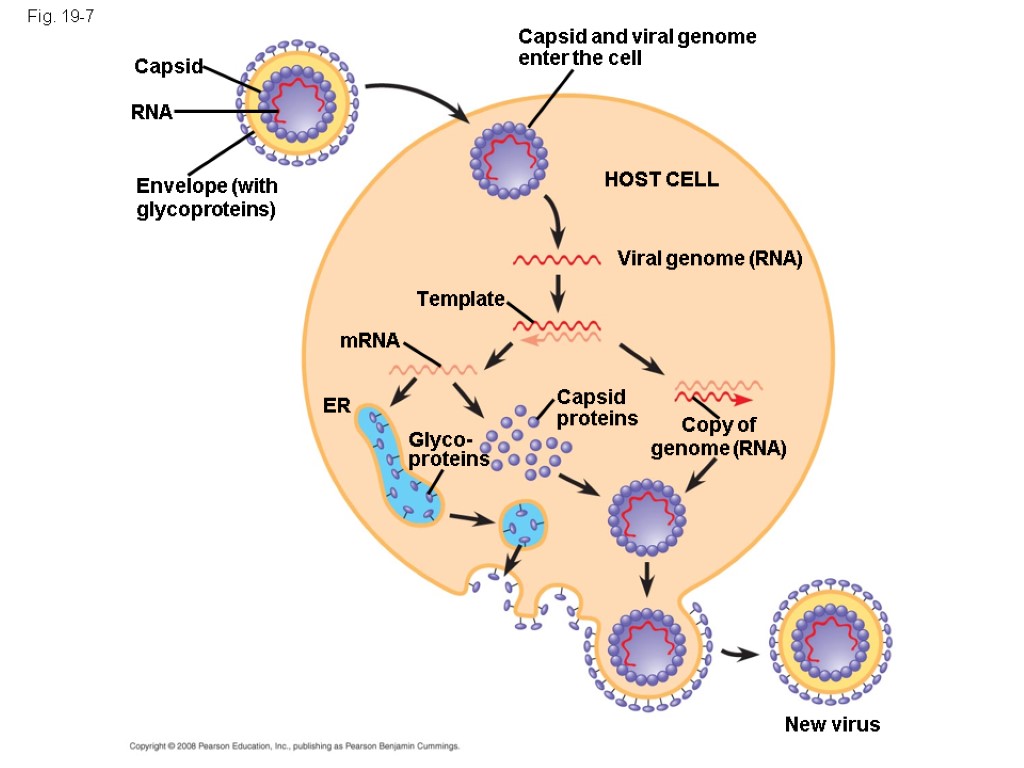 Fig. 19-7 Capsid RNA Envelope (with glycoproteins) Capsid and viral genome enter the cell